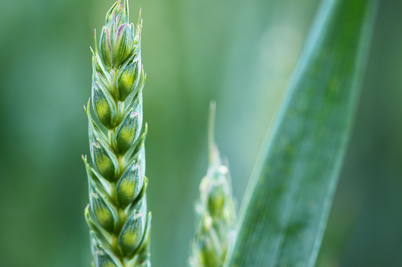 agriculture-2229_1280